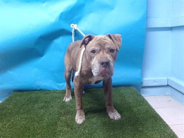 COOPER, Adoptable, Adult Male Pit Bull Terrier.