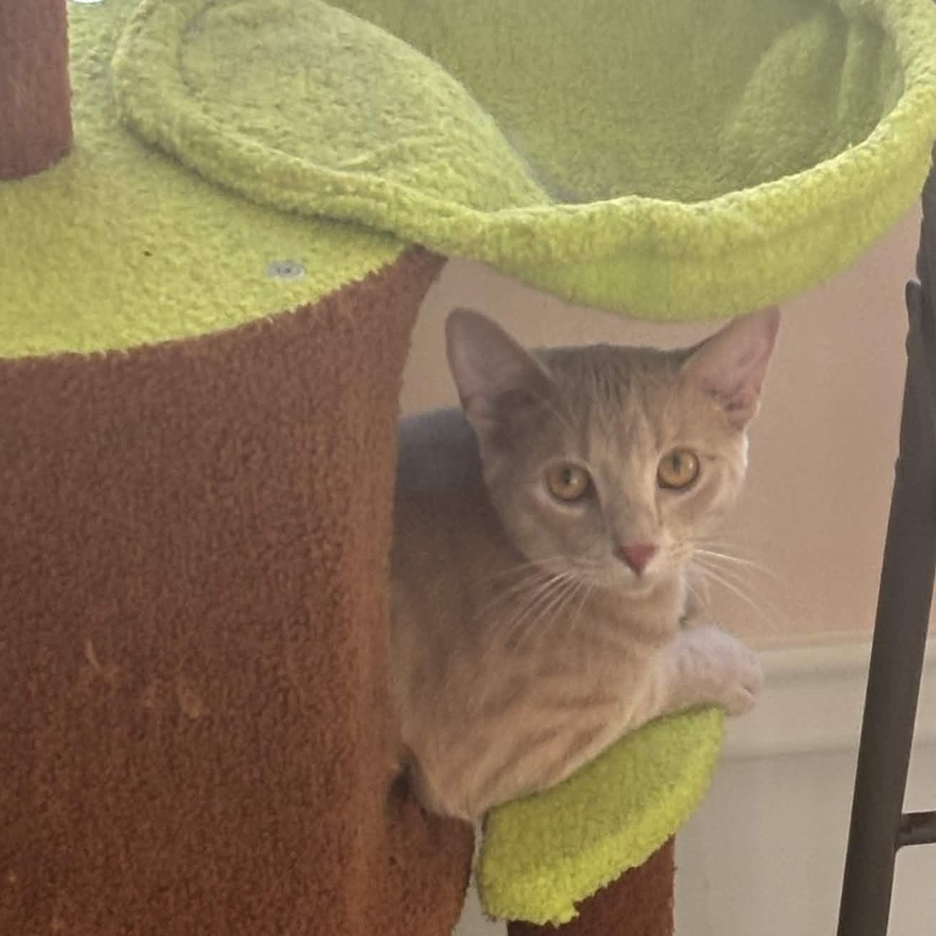 Enlarge Cinnamon, a Adoptable Domestic Short Hair in Cincinnati , OH image 4/5