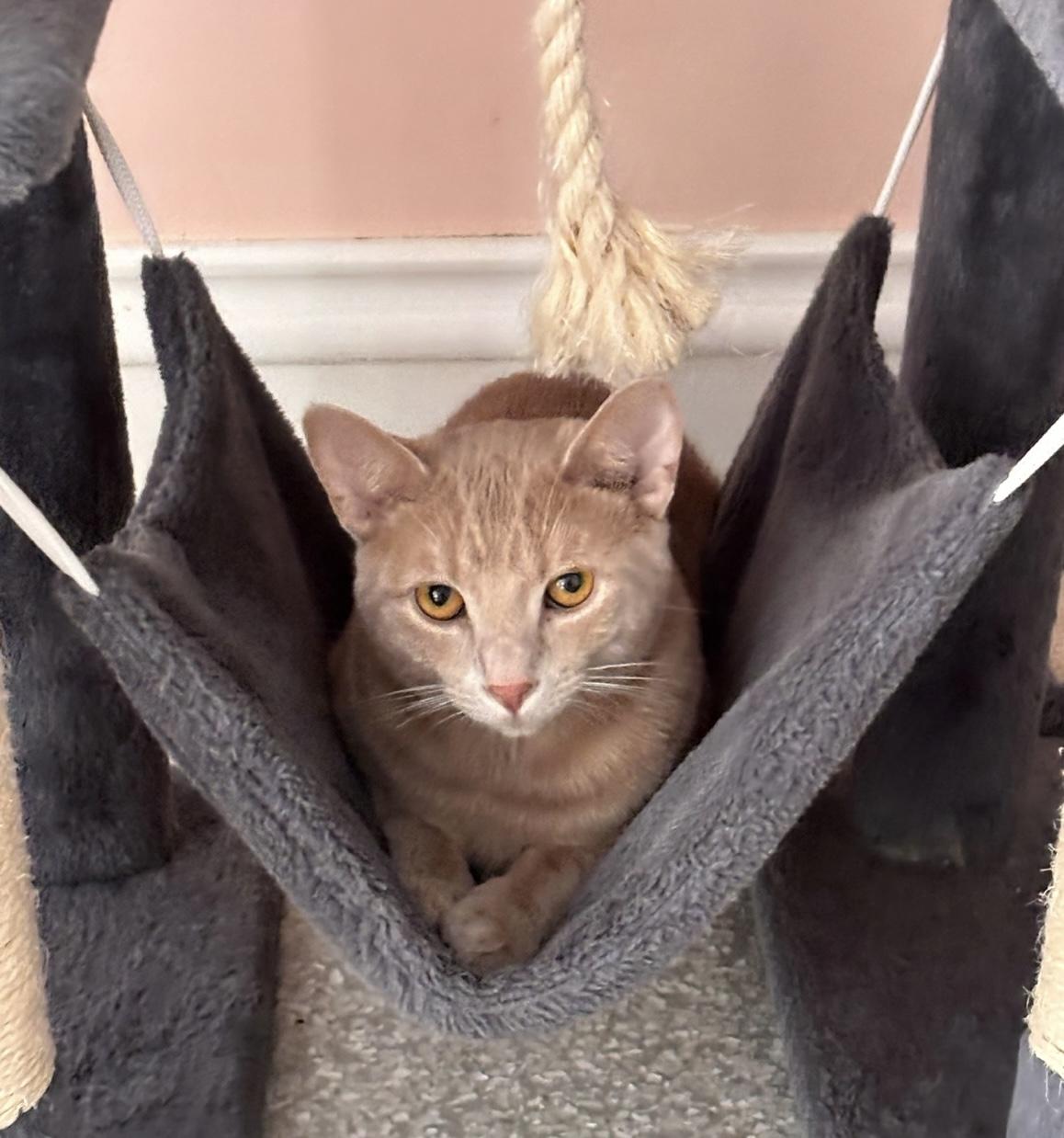 Cinnamon, Adoptable, Kitten Male Domestic Short Hair.