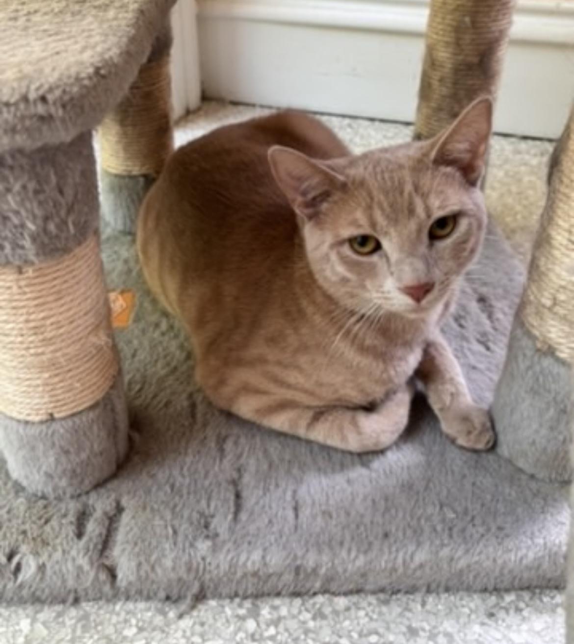 Enlarge Cinnamon, a Adoptable Domestic Short Hair in Cincinnati , OH image 3/5