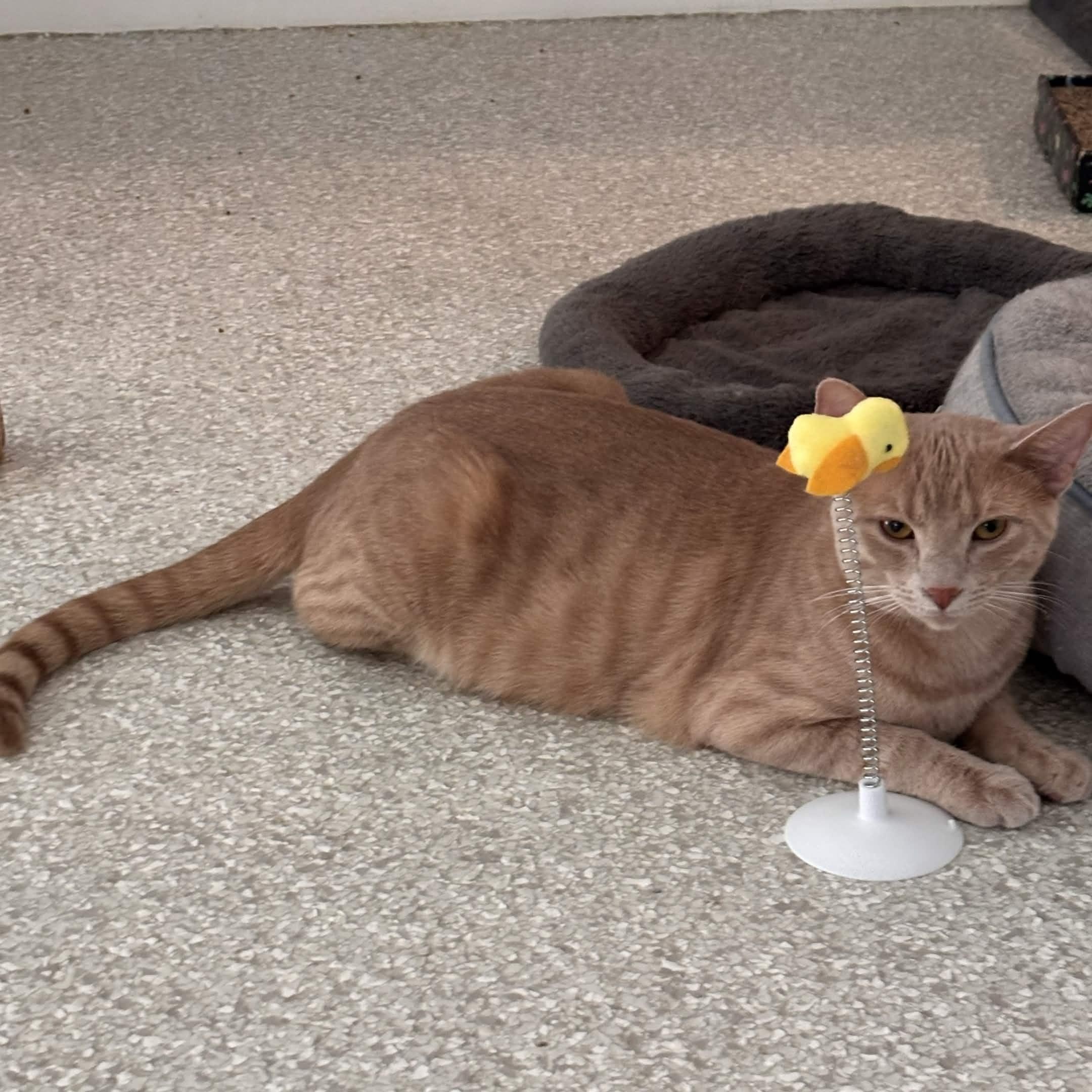 Enlarge Cinnamon, a Adoptable Domestic Short Hair in Cincinnati , OH image 5/5