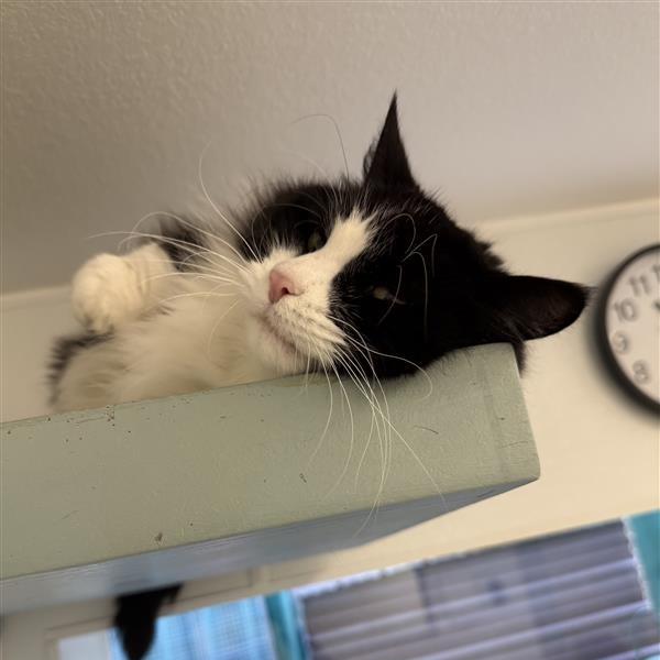 Mittenz, Adoptable, Senior Female Domestic Long Hair.