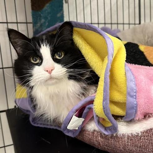 Enlarge Mittenz, a Adoptable Domestic Long Hair in Mount Shasta, CA image 2/5