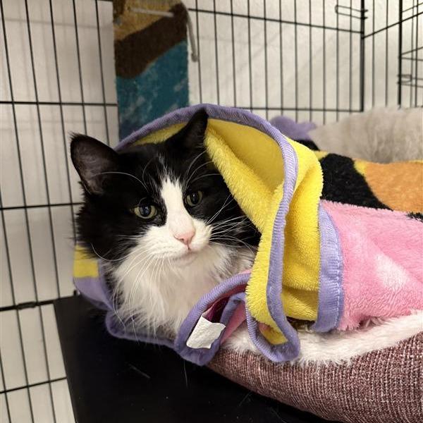 Enlarge Mittenz, a Adoptable Domestic Long Hair in Mount Shasta, CA image 3/5