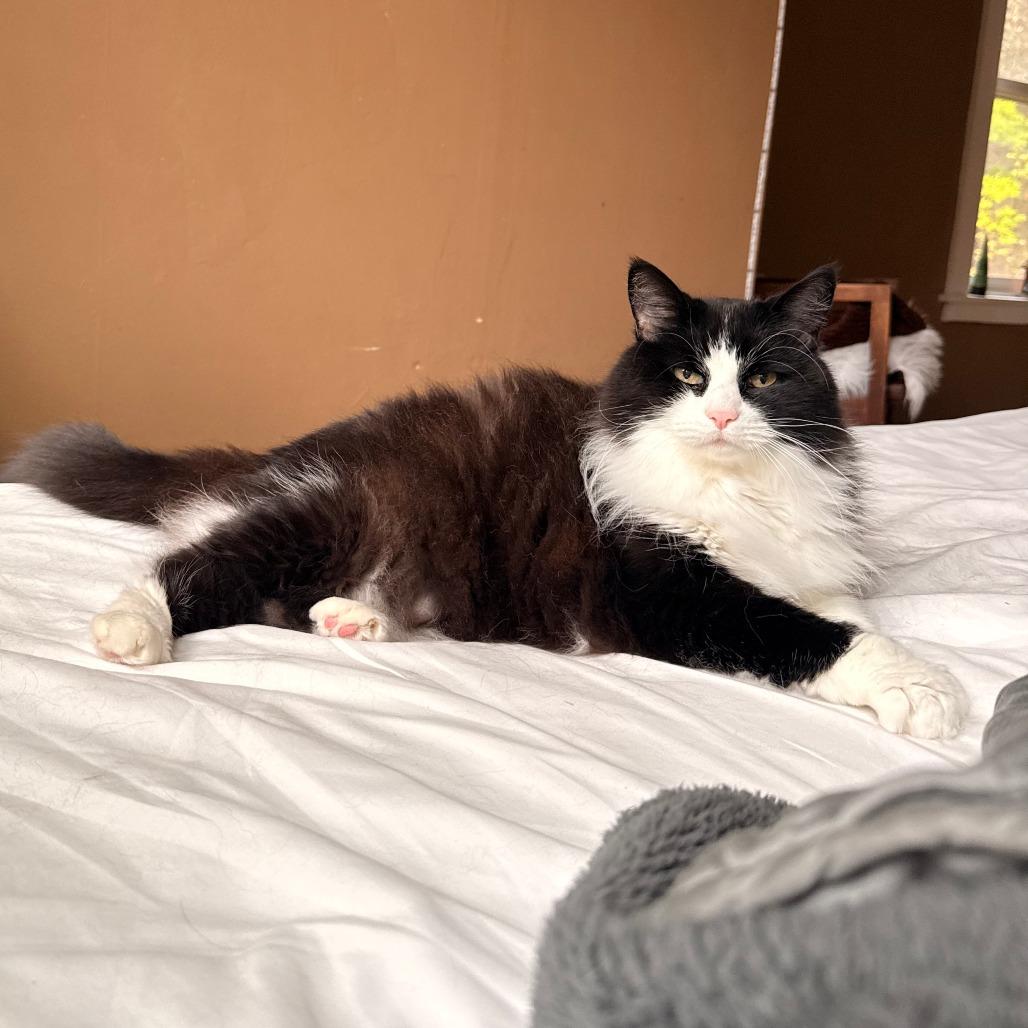 Enlarge Mittenz, a Adoptable Domestic Long Hair in Mount Shasta, CA image 1/1