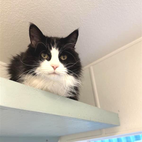 Enlarge Mittenz, a Adoptable Domestic Long Hair in Mount Shasta, CA image 3/3