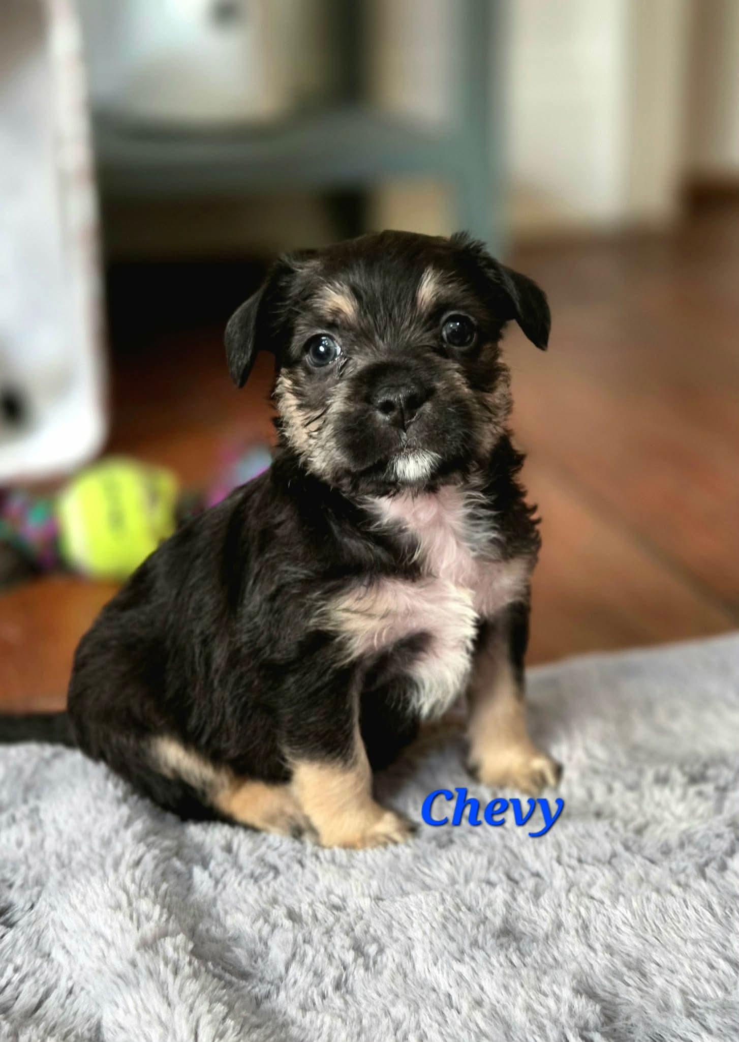 Enlarge Chevy, a Adoptable mixed breed in Mission Viejo, CA image 1/1