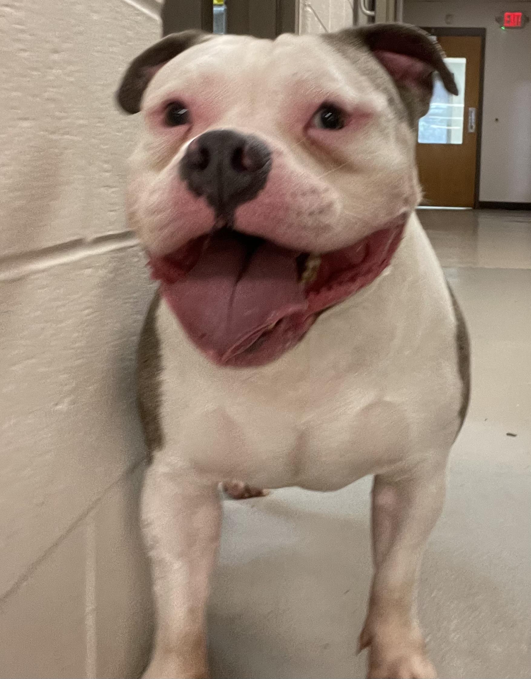 Enlarge Milo AVAILABLE, a Adoptable American Bully in Canton, OH image 4/4