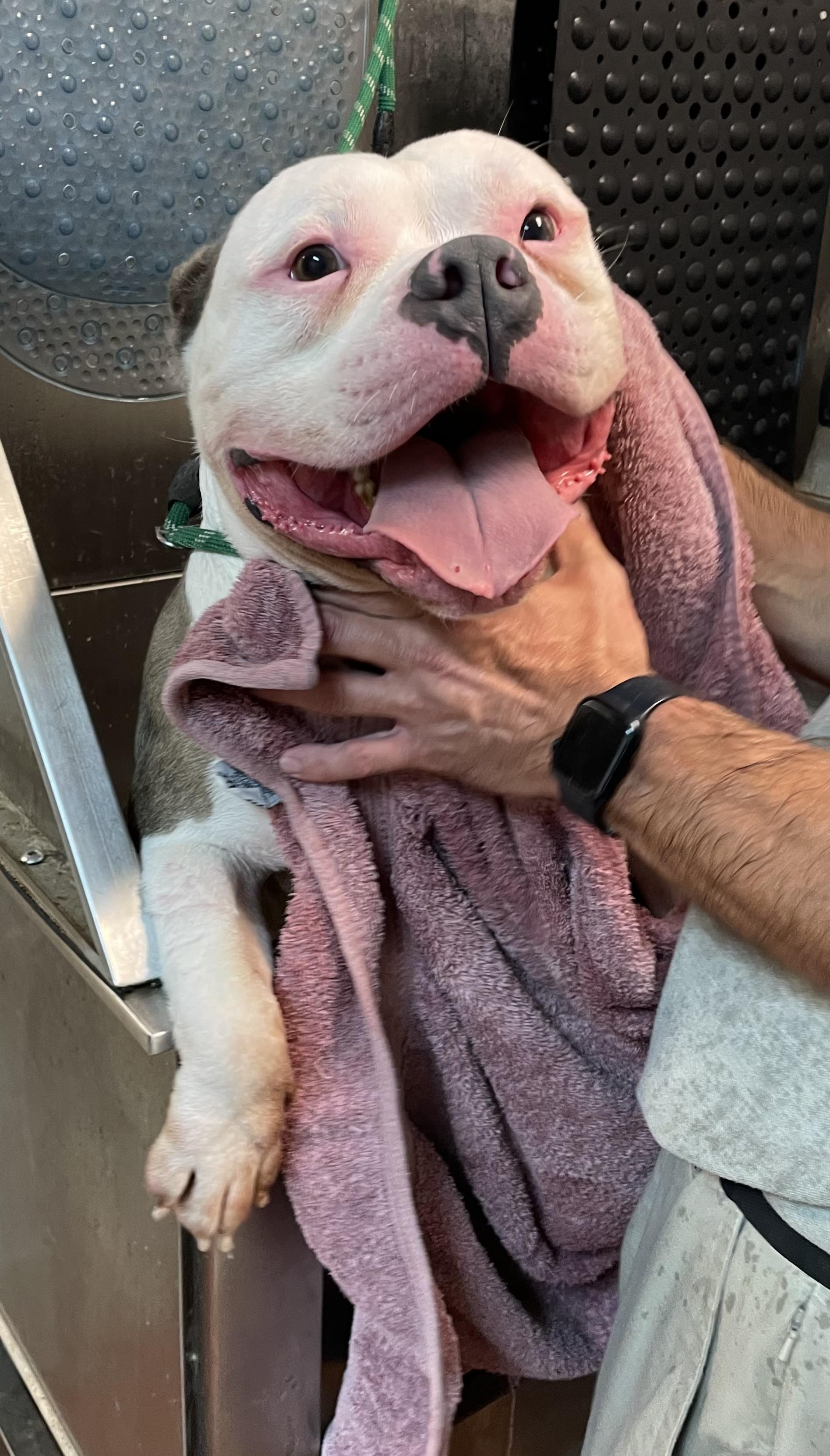 Enlarge Milo AVAILABLE, a Adoptable American Bully in Canton, OH image 3/4