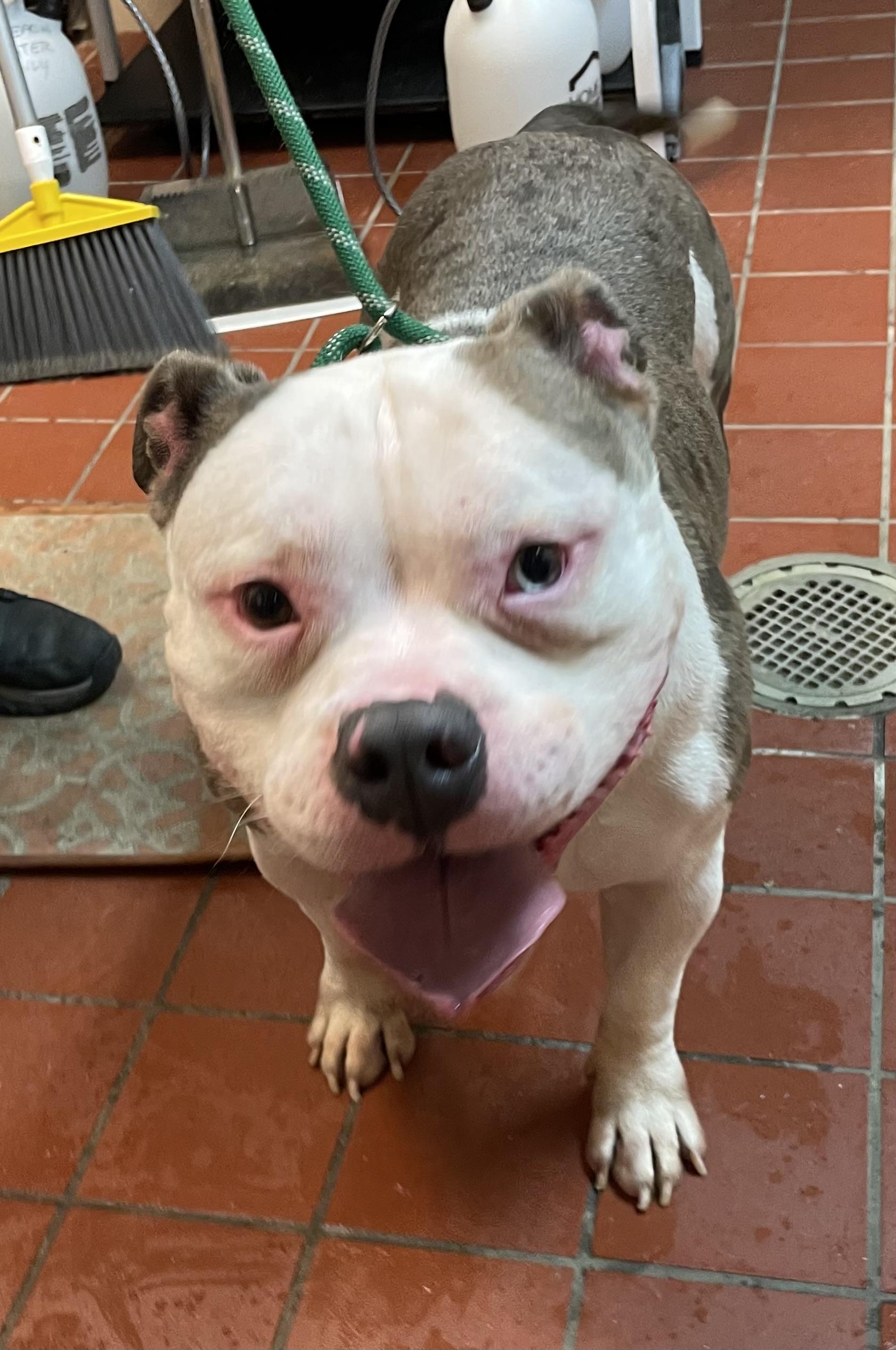 Milo AVAILABLE, Adoptable, Adult Male American Bully.