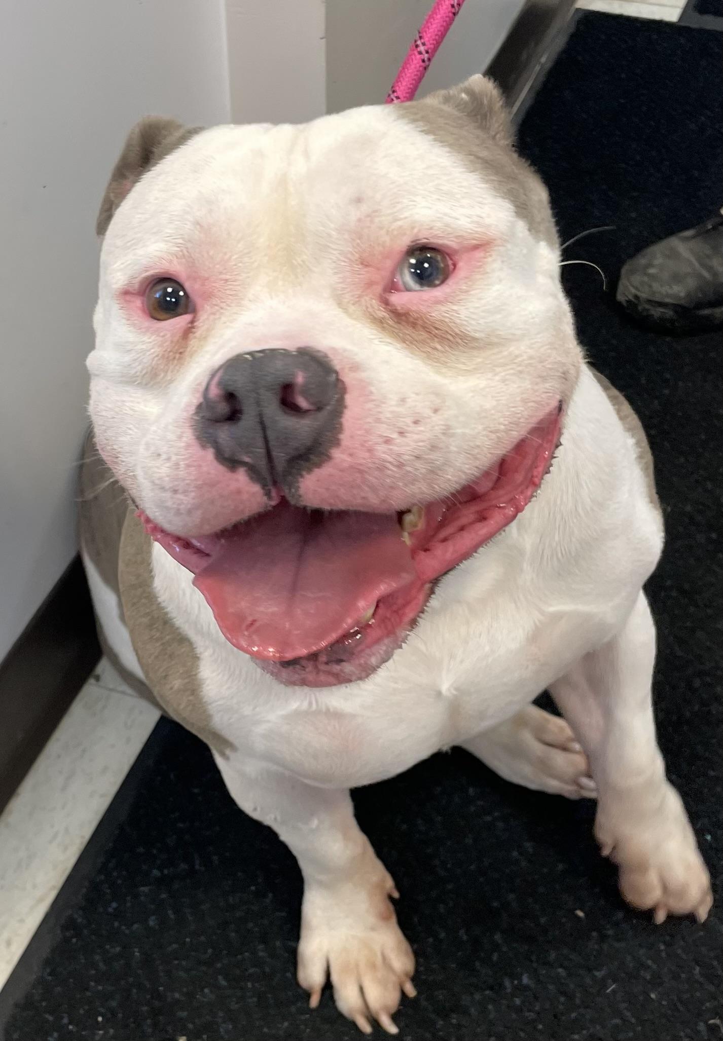 Enlarge Milo AVAILABLE, a Adoptable American Bully in Canton, OH image 2/4
