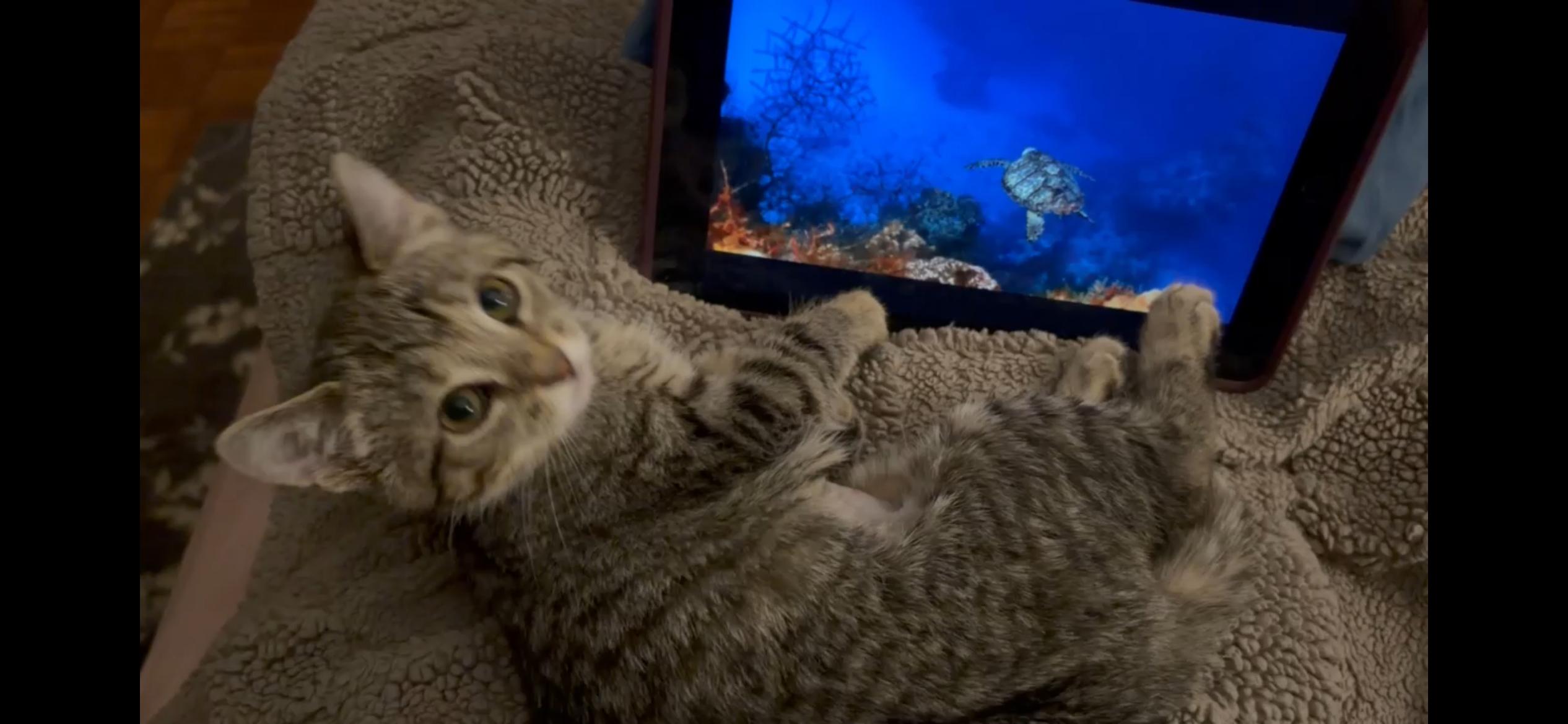 Daphne, Adoptable, Kitten Female Tabby.