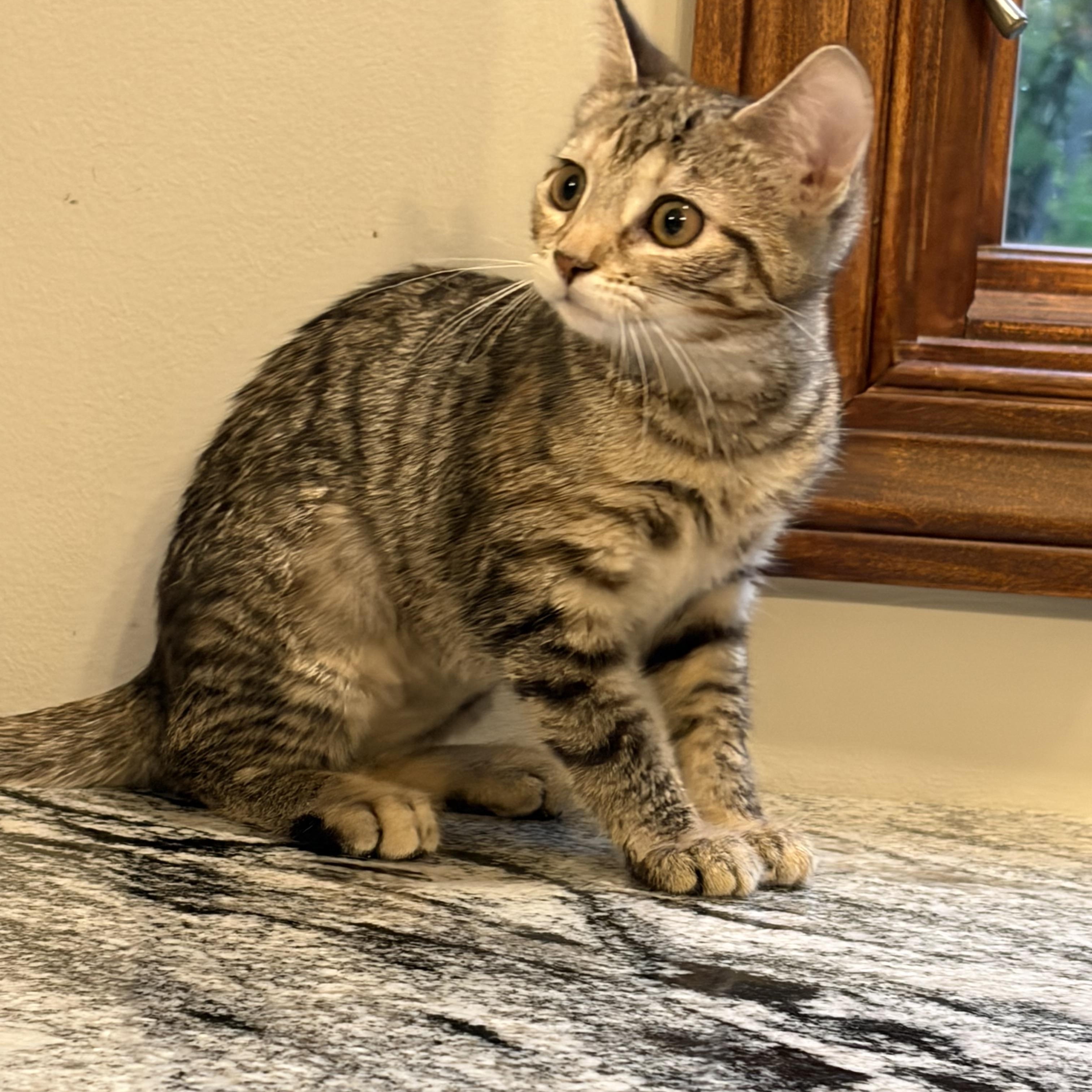 Daphne, Adoptable, Kitten Female Tabby.