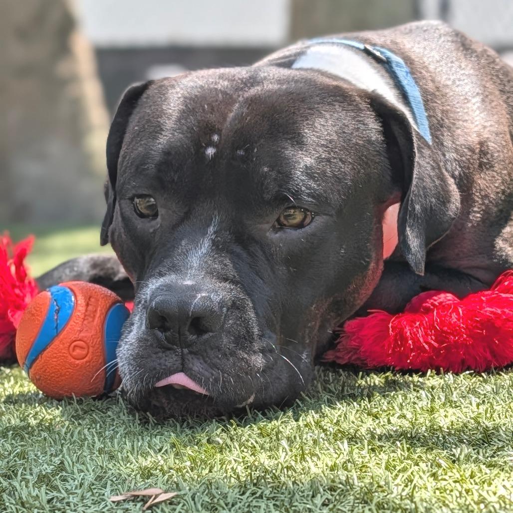 Rizo, Adoptable, Adult Male Mixed Breed.