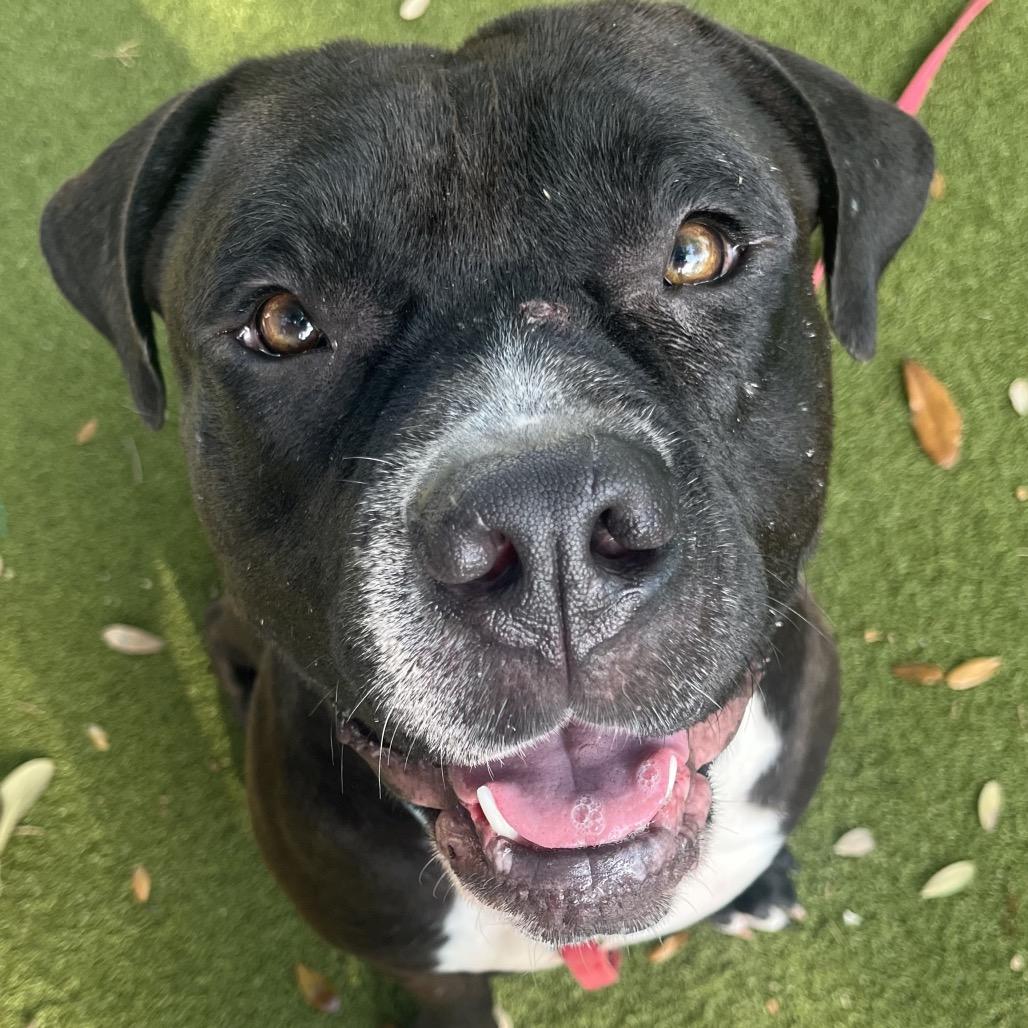 Rizo, a Adoptable Mixed Breed in Sarasota, FL image 1/6