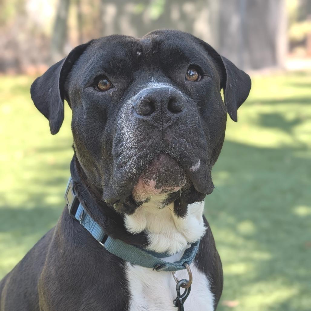 Rizo, a Adoptable Mixed Breed in Sarasota, FL image 2/6