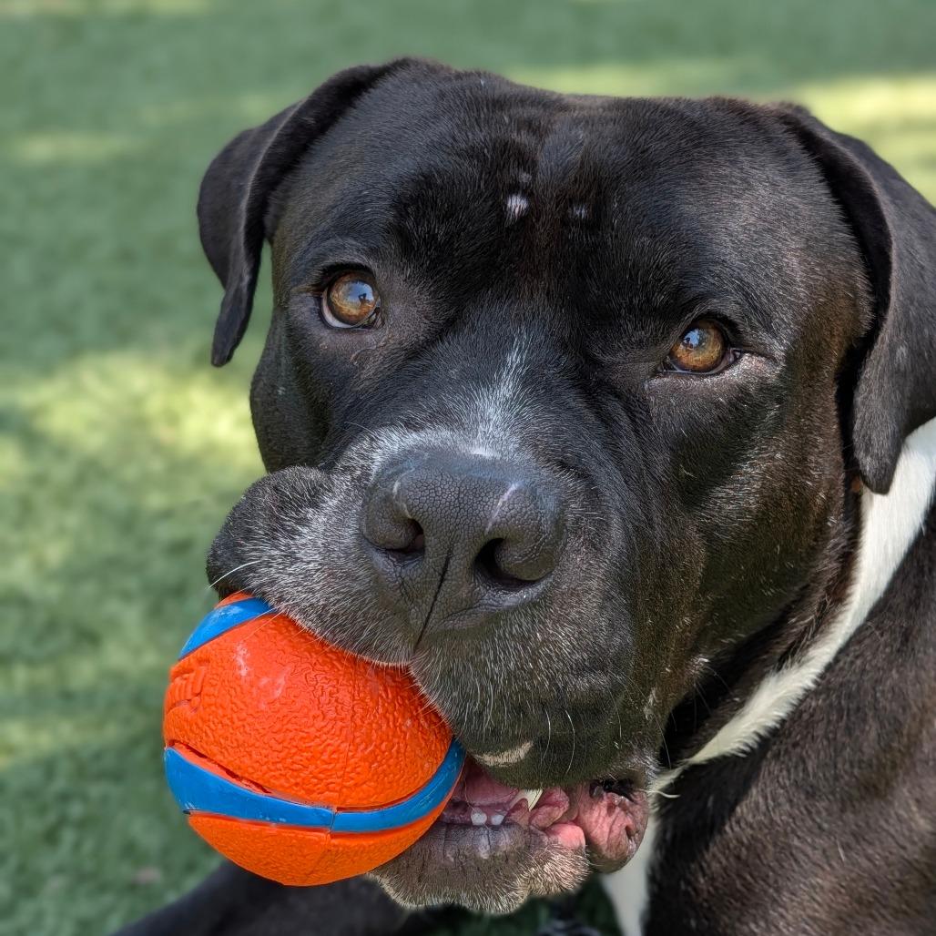 Rizo, a Adoptable Mixed Breed in Sarasota, FL image 3/6