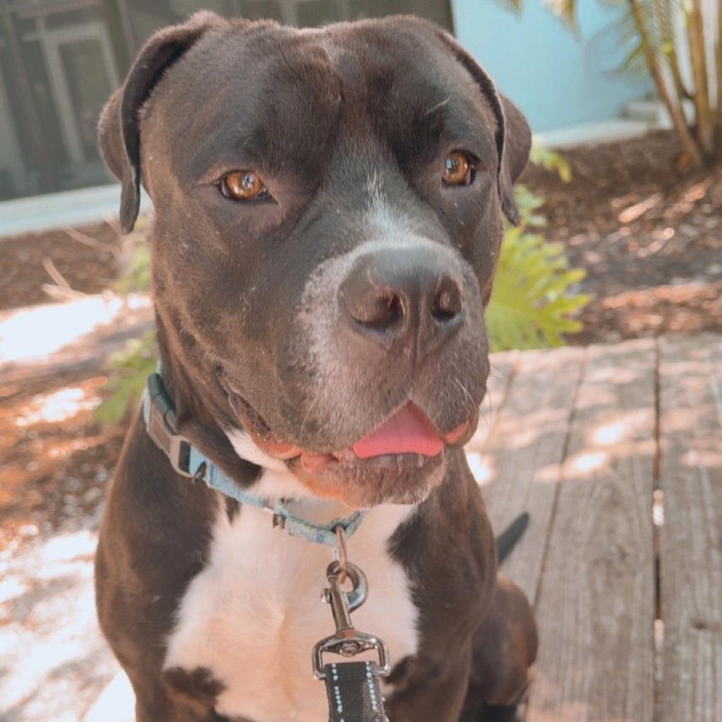 Enlarge Rizo, a Adoptable Mixed Breed in Sarasota, FL image 4/6