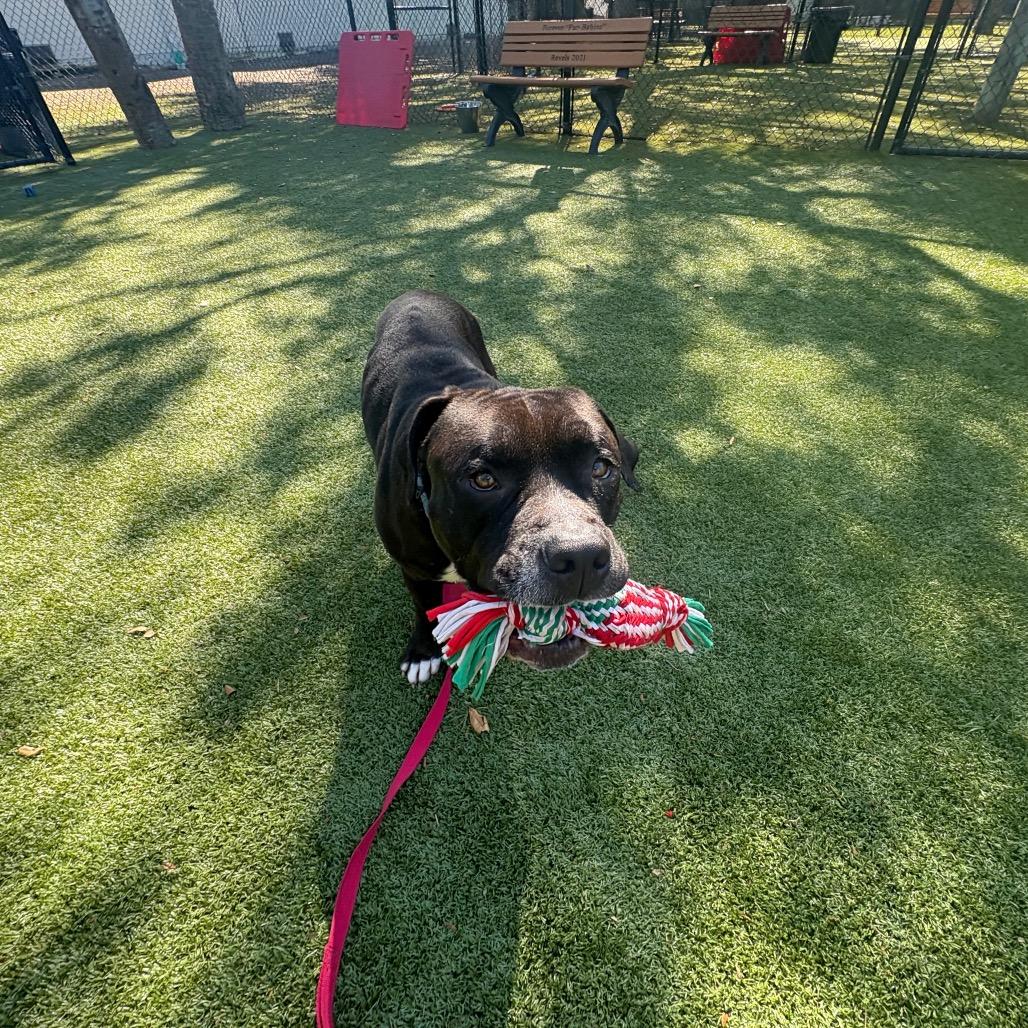 Rizo, a Adoptable Mixed Breed in Sarasota, FL image 4/6