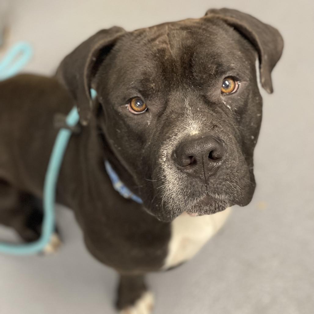 Rizo, a Adoptable Mixed Breed in Sarasota, FL image 5/6
