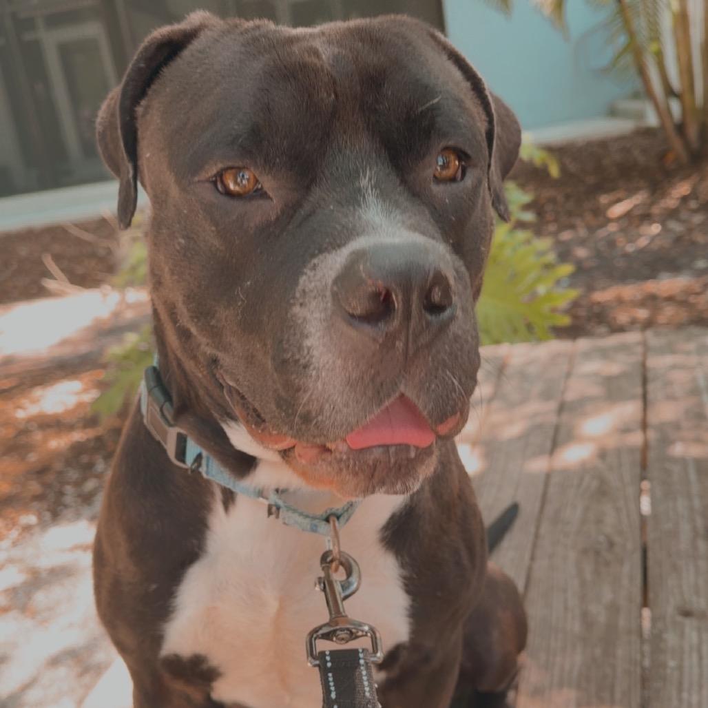 Rizo, a Adoptable Mixed Breed in Sarasota, FL image 6/6