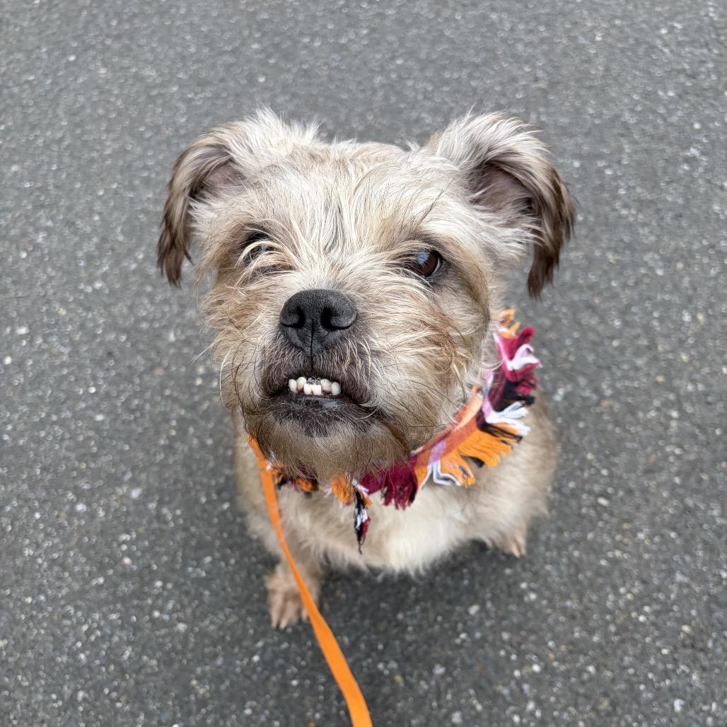 Big Bertha, Adoptable, Senior Female Yorkshire Terrier.