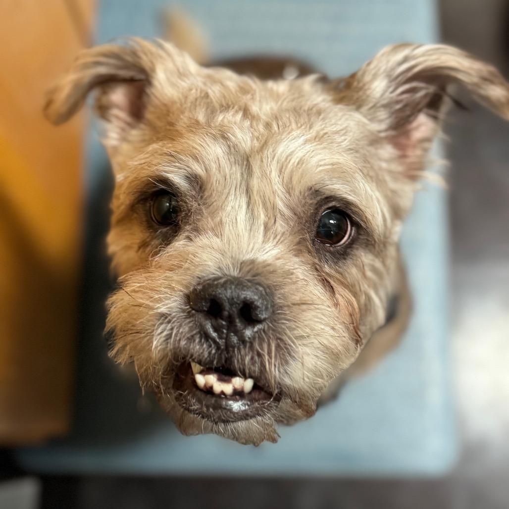 Enlarge Big Bertha, a Adoptable Yorkshire Terrier in Rockville, MD image 2/6