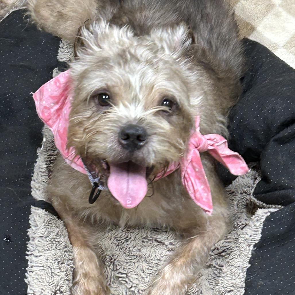 Enlarge Big Bertha, a Adoptable Yorkshire Terrier in Rockville, MD image 3/6