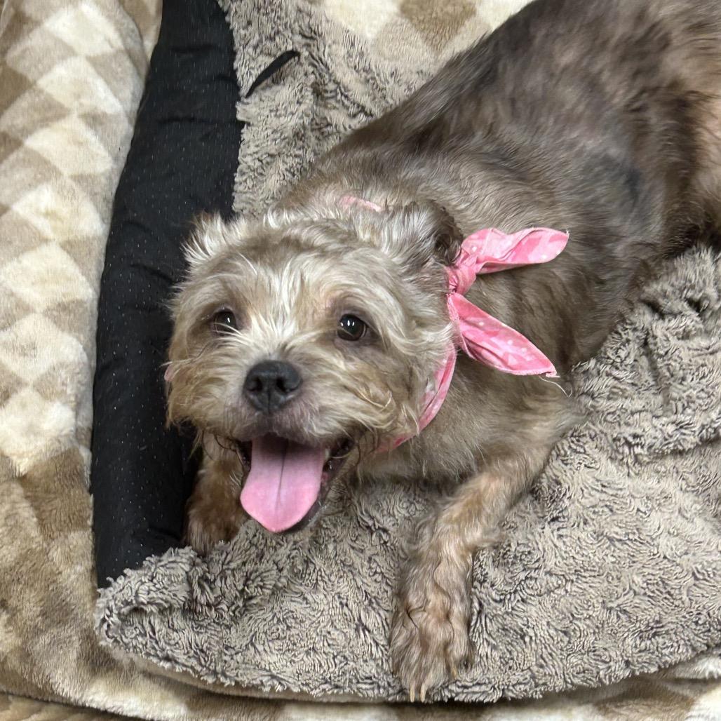 Enlarge Big Bertha, a Adoptable Yorkshire Terrier in Rockville, MD image 4/6
