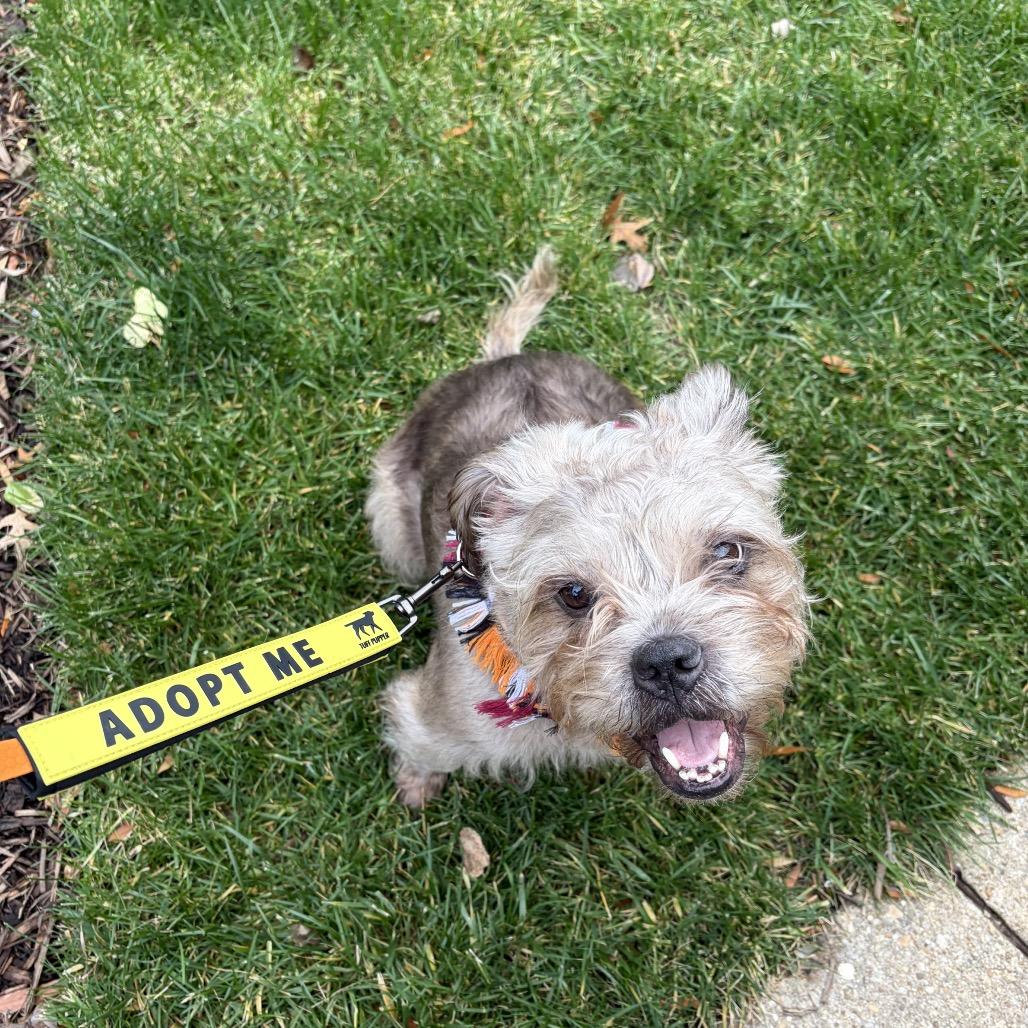 Enlarge Big Bertha, a Adoptable Yorkshire Terrier in Rockville, MD image 5/6