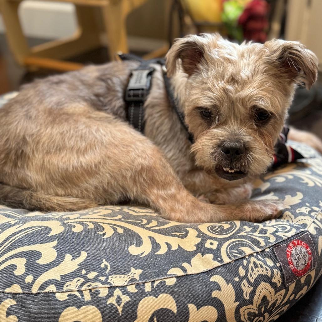 Enlarge Big Bertha, a Adoptable Yorkshire Terrier in Rockville, MD image 6/6