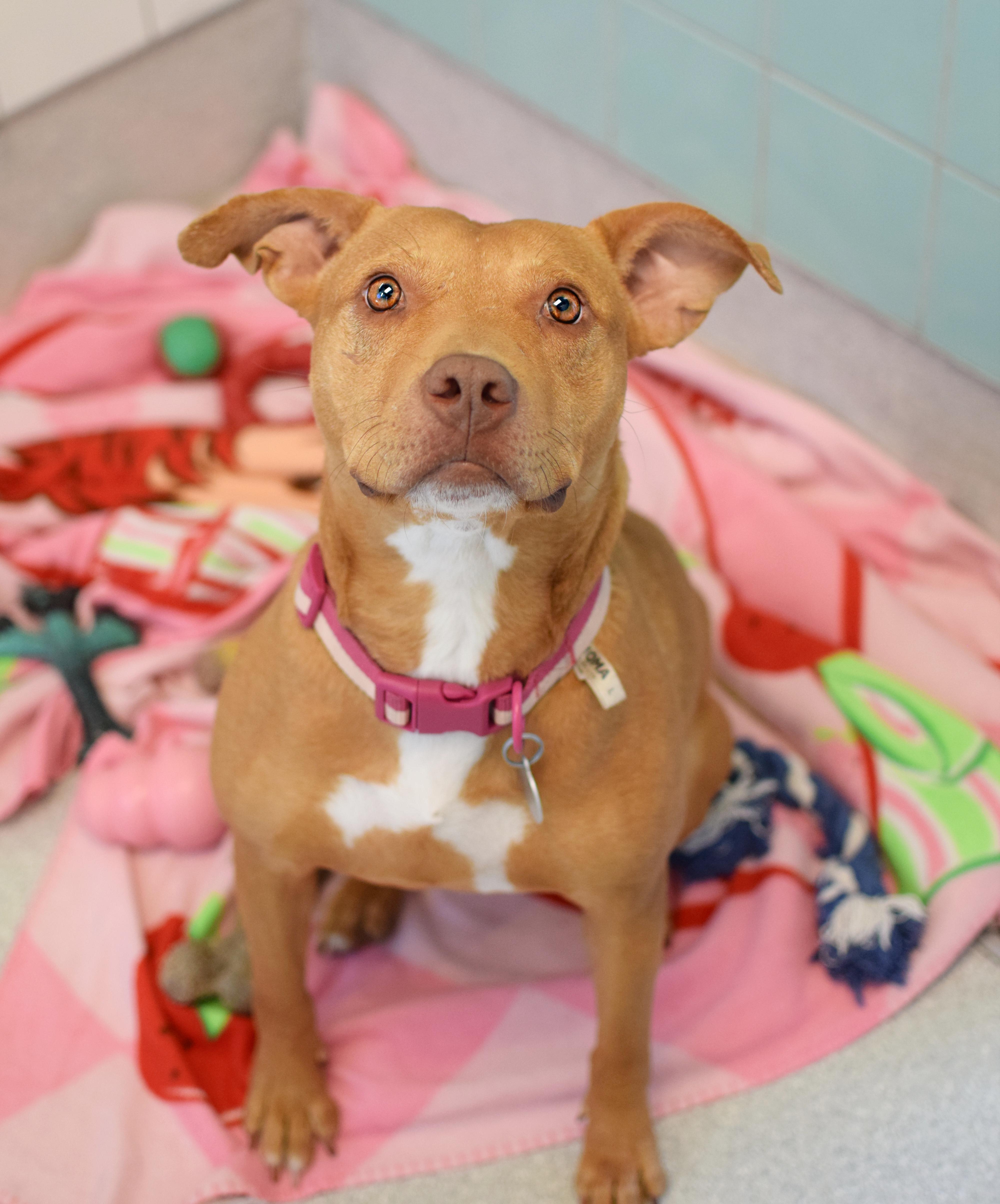 Honey, ADOPTABLE, Adult Female Pit Bull Terrier.
