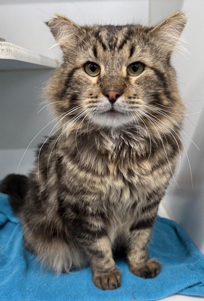 Macho, Adopted, Young Male Domestic Short Hair.