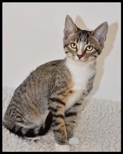 Enlarge Chuck A061111, a Adoptable Domestic Short Hair in San Andreas, CA image 1/2