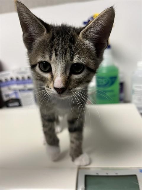 Enlarge Chuck A061111, a Adoptable Domestic Short Hair in San Andreas, CA image 2/2