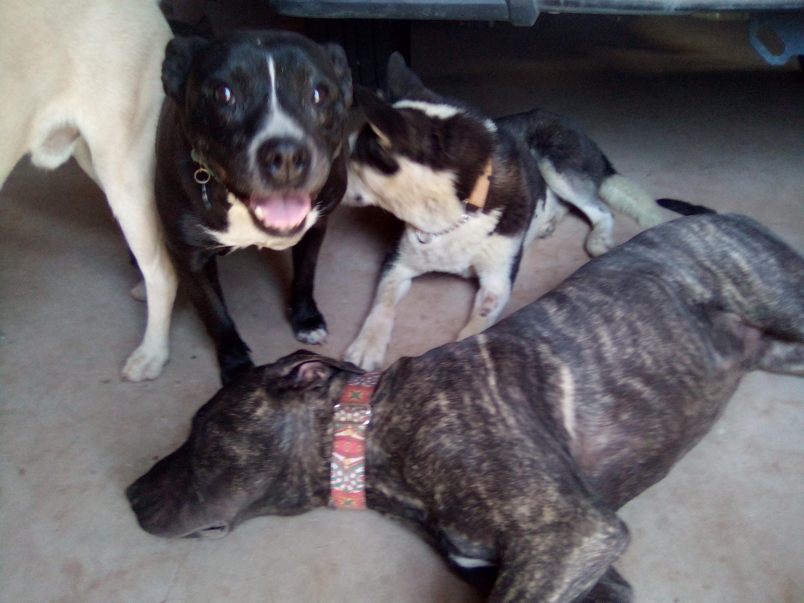 Myra, Adoptable, Adult Female Pit Bull Terrier.