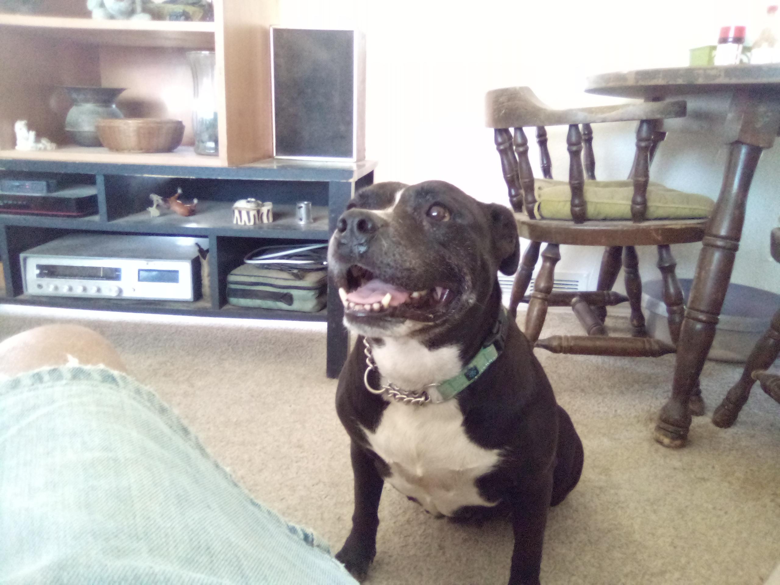 Myra, a Adoptable mixed breed in Moriarty, NM image 2/4