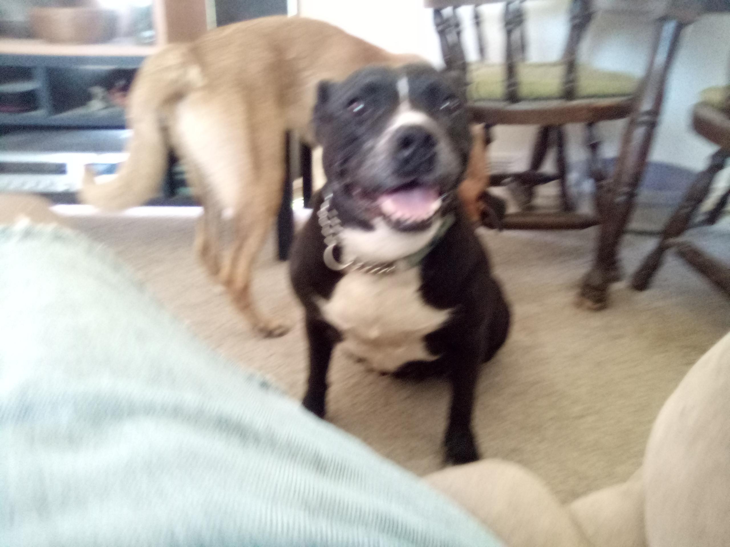 Myra, Adoptable, Adult Female Pit Bull Terrier.