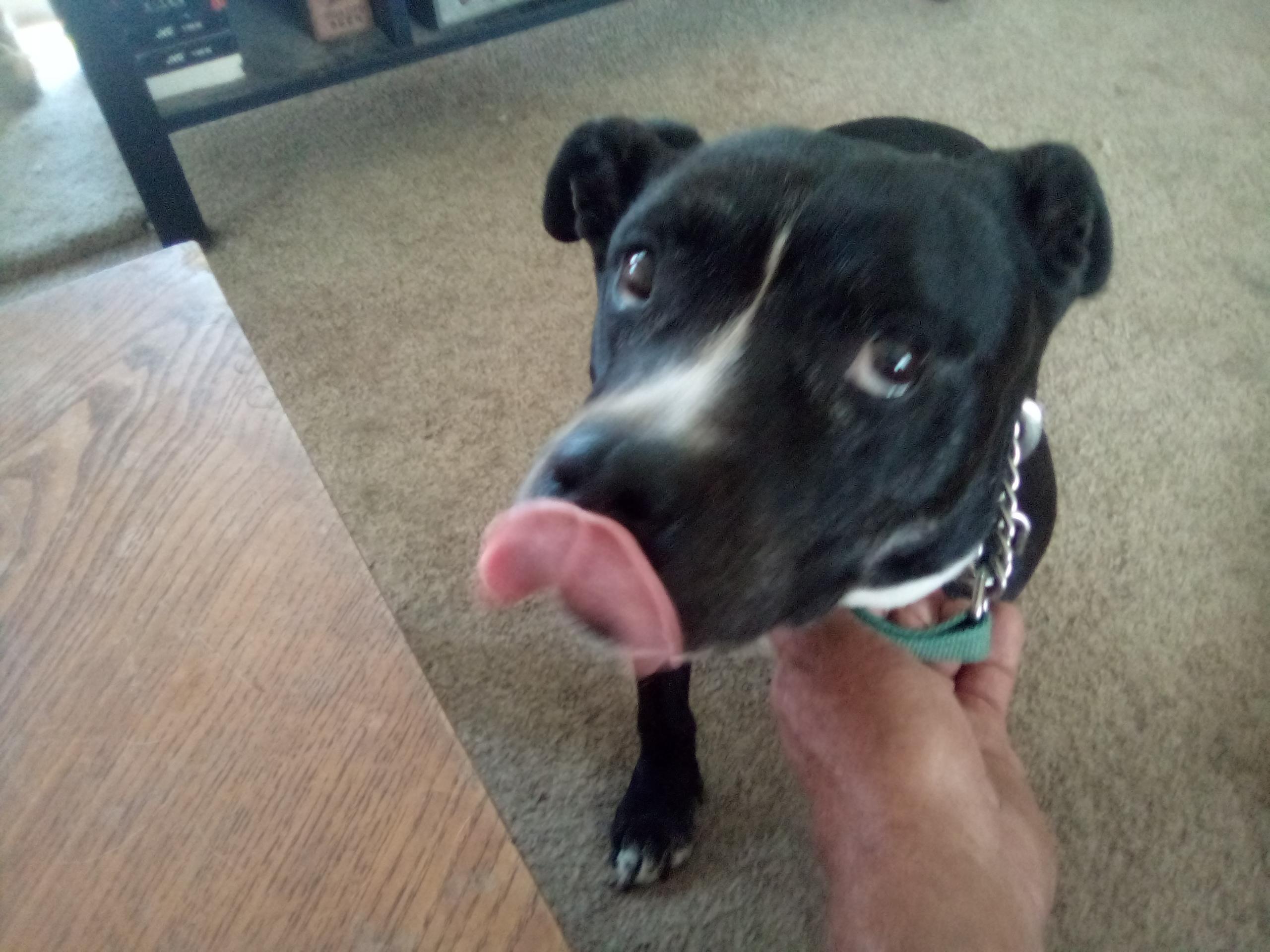 Myra, a Adoptable mixed breed in Moriarty, NM image 4/4