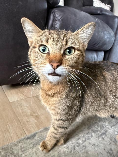 Kids Call Her Sparks, Adoptable, Young Female Domestic Short Hair.