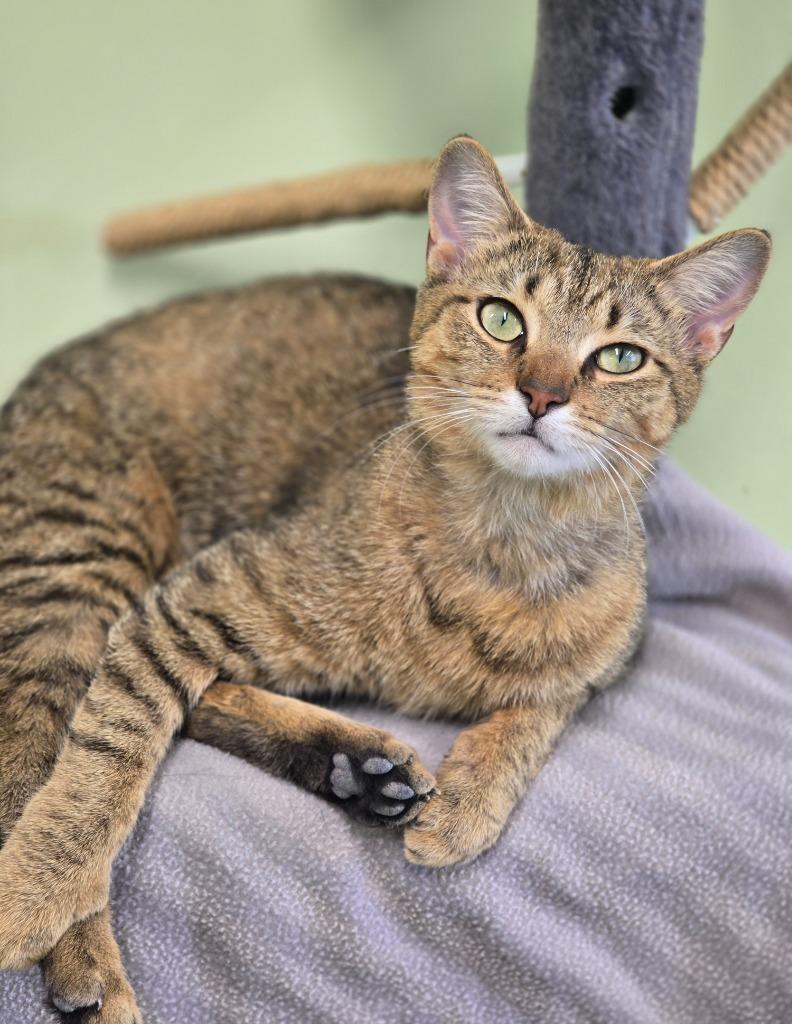 Enlarge Kids Call Her Sparks, a Adoptable mixed breed in Auburn, IN image 3/3