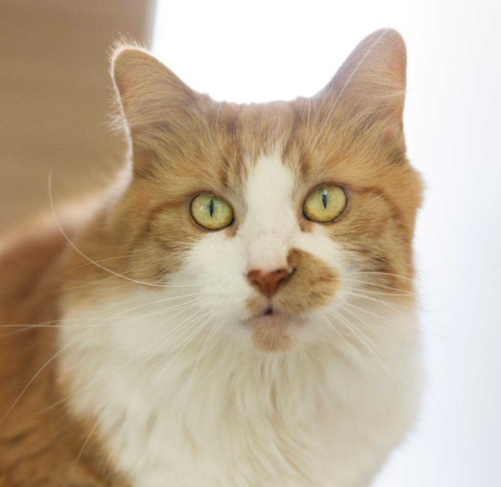 Sriracha, Adoptable, Senior Female Domestic Long Hair.