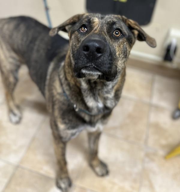 Enlarge Aries (mcas), a Adoptable mixed breed in Troutdale, OR image 1/1