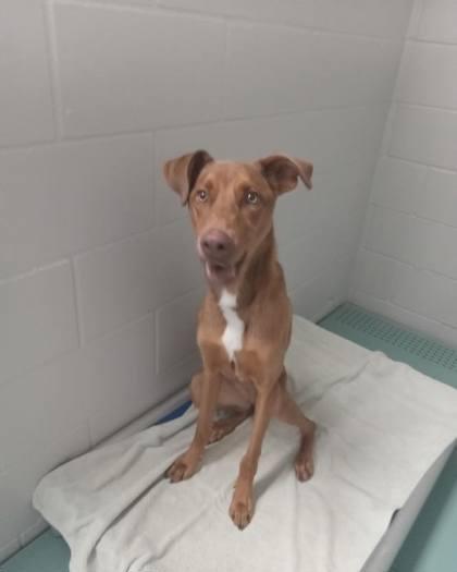 Cinnamon, adopted, Young Female Doberman Pinscher.