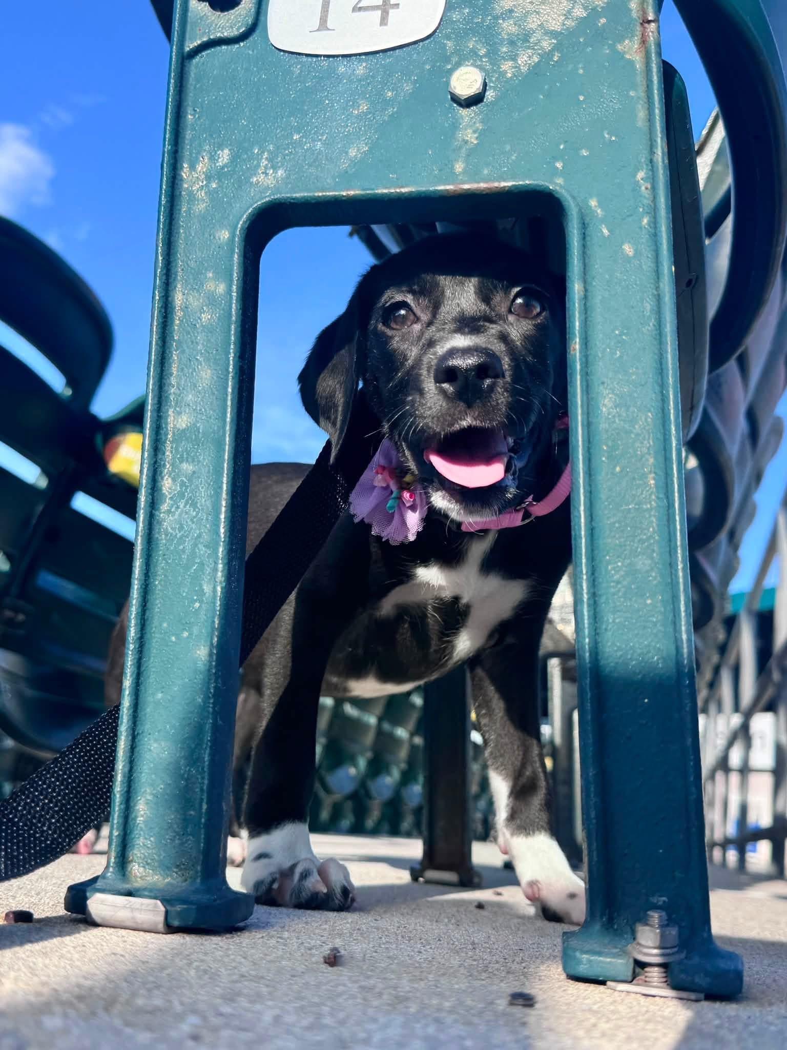 Sugar, an adopted German Shorthaired Pointer in Palm springs, FL image 2/3