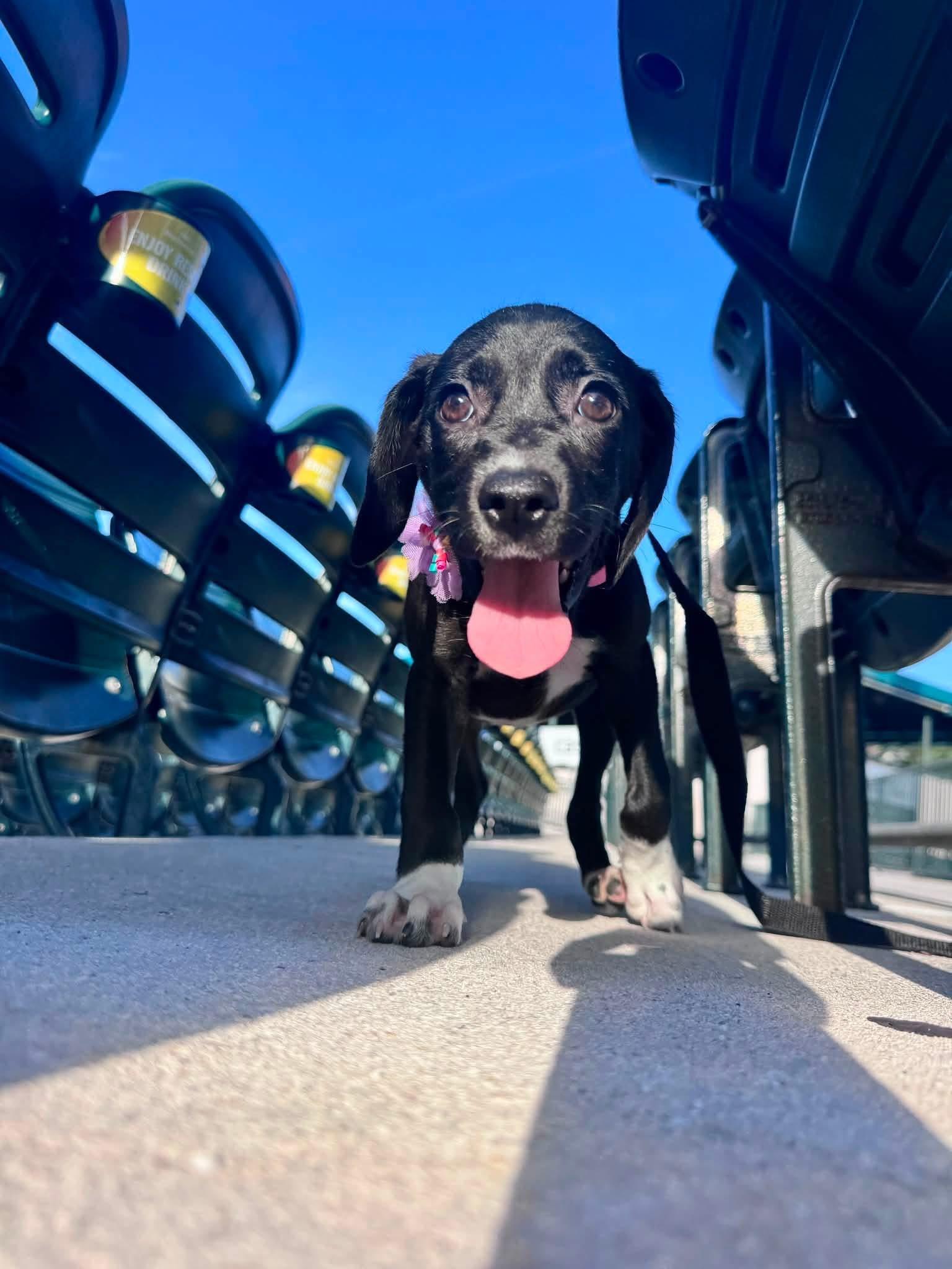 Sugar, adopted, Puppy Female German Shorthaired Pointer.