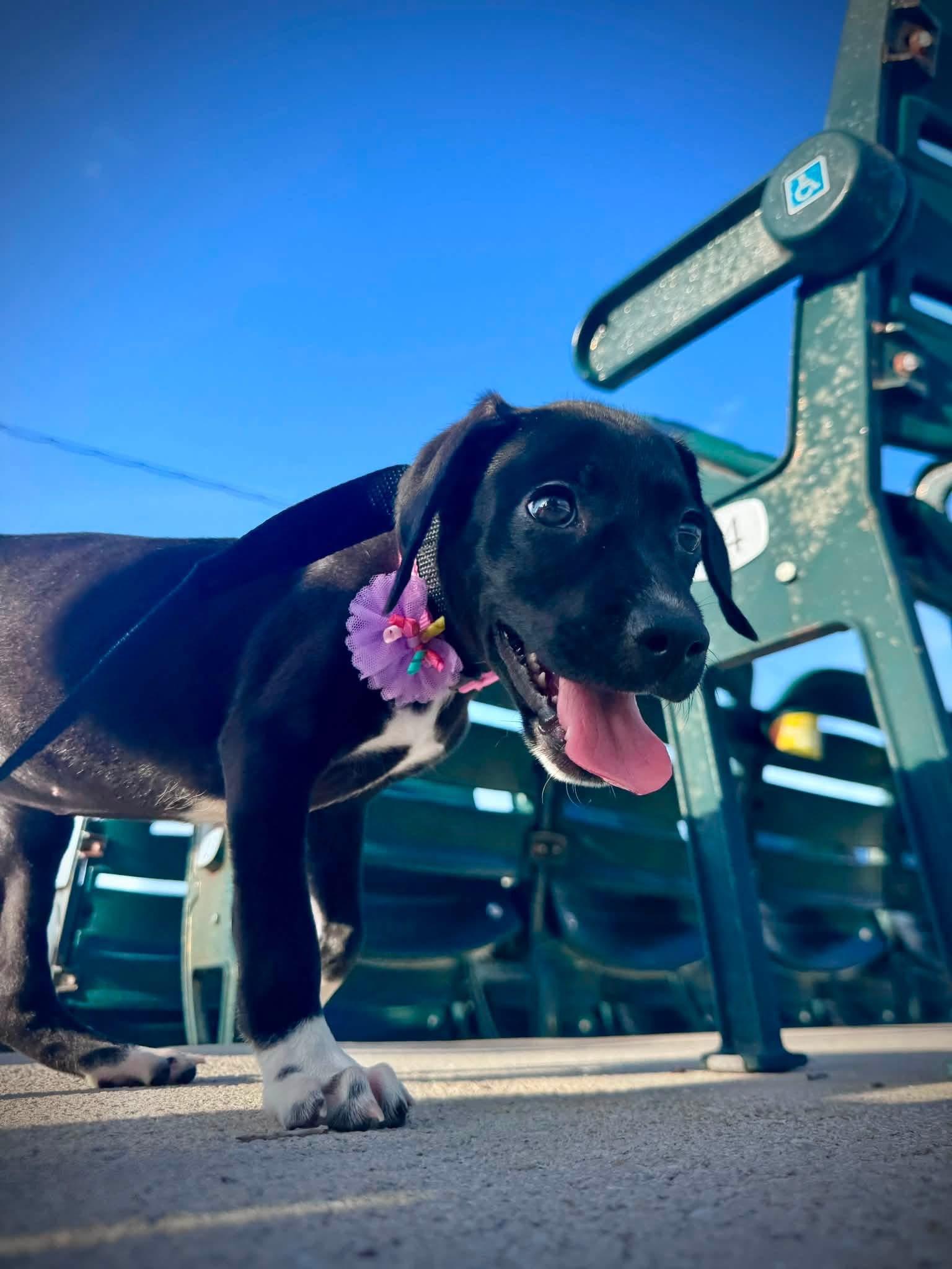 Sugar, an adopted German Shorthaired Pointer in Palm springs, FL image 3/3