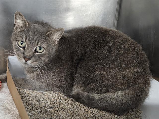 ODETTE, Adoptable, Young Female Domestic Short Hair.