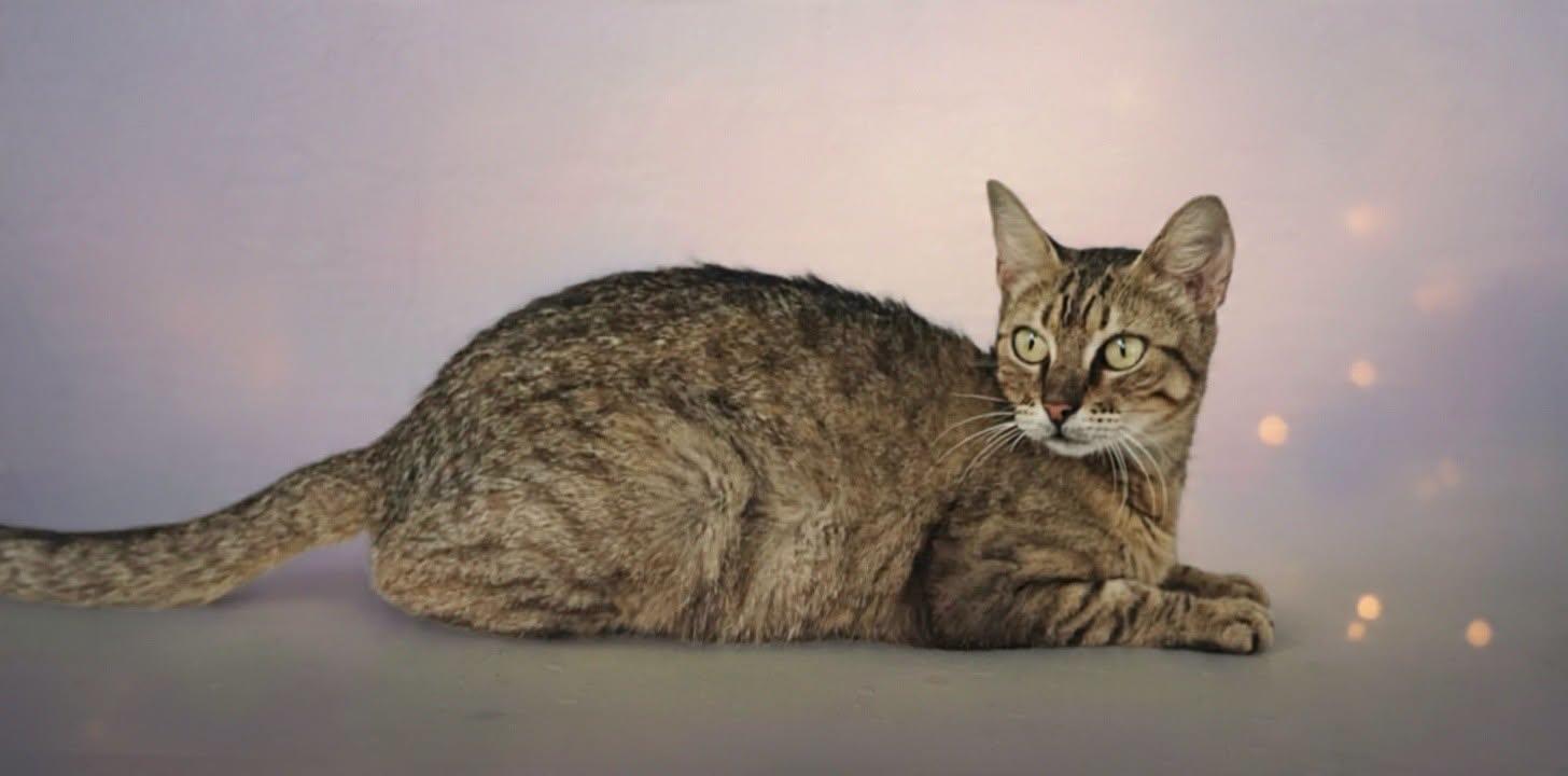 Enlarge Dreamer 26/534, a Adopted Domestic Short Hair in Talladega, AL image 2/3
