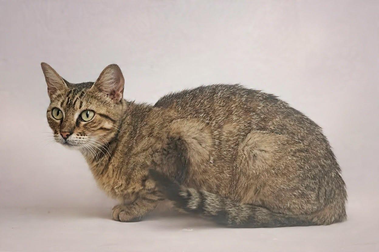 Enlarge Dreamer 26/534, a Adopted Domestic Short Hair in Talladega, AL image 3/3